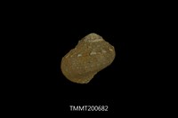 藏品(鍾氏珠螺)的圖片